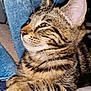 Lexy is registered to the contest to win money with this photo: cat, tabby_cat, close_up, side_profile, resting, paws, fur, whiskers, striped, animal, pet, domestic_cat, cute, feline, indoor, cozy, soft_texture, relaxed, portrait, mammal