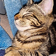 Lexy is registered to the contest to win money with this photo: cat, tabby, sleeping, closeup, whiskers, fur, paw, relaxed, indoor, blue_fabric, texture, pet, animal, mammal, cute, peaceful, portrait, resting, calm, feline