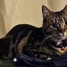 Lexy is registered to the contest to win money with this photo: animal, background, bell, cat, closeup, collar, cute, domestic_animal, ears, eyes, feline, fur, indoor, lying_down, mammal, pet, portrait, resting, tabby_cat, whiskers