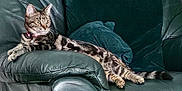 Lexy is registered to the contest to win money with this photo: cat, tabby_cat, pet, animal, feline, leather_couch, couch, indoor, resting, alert, fur_pattern, collar, domestic_cat, plush_cushion, relaxed, side_view, whiskers, ears, paws, living_room