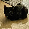 Gizmo is registered to the contest to win money with this photo: animal, black_cat, carpet, cat, collar, curled_up, cute, domestic_animal, eyes, feline, floor, fur, home, indoor, light, pet, resting, rug, shadow, whiskers