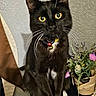 Gizmo is registered to the contest to win money with this photo: artificial_flowers, bells, black_cat, cat, close_up, collar, curious, domestic_animal, feline, flower_pot, fur, indoor, pet, plant, portrait, sitting, table, whiskers, white_paws, yellow_eyes
