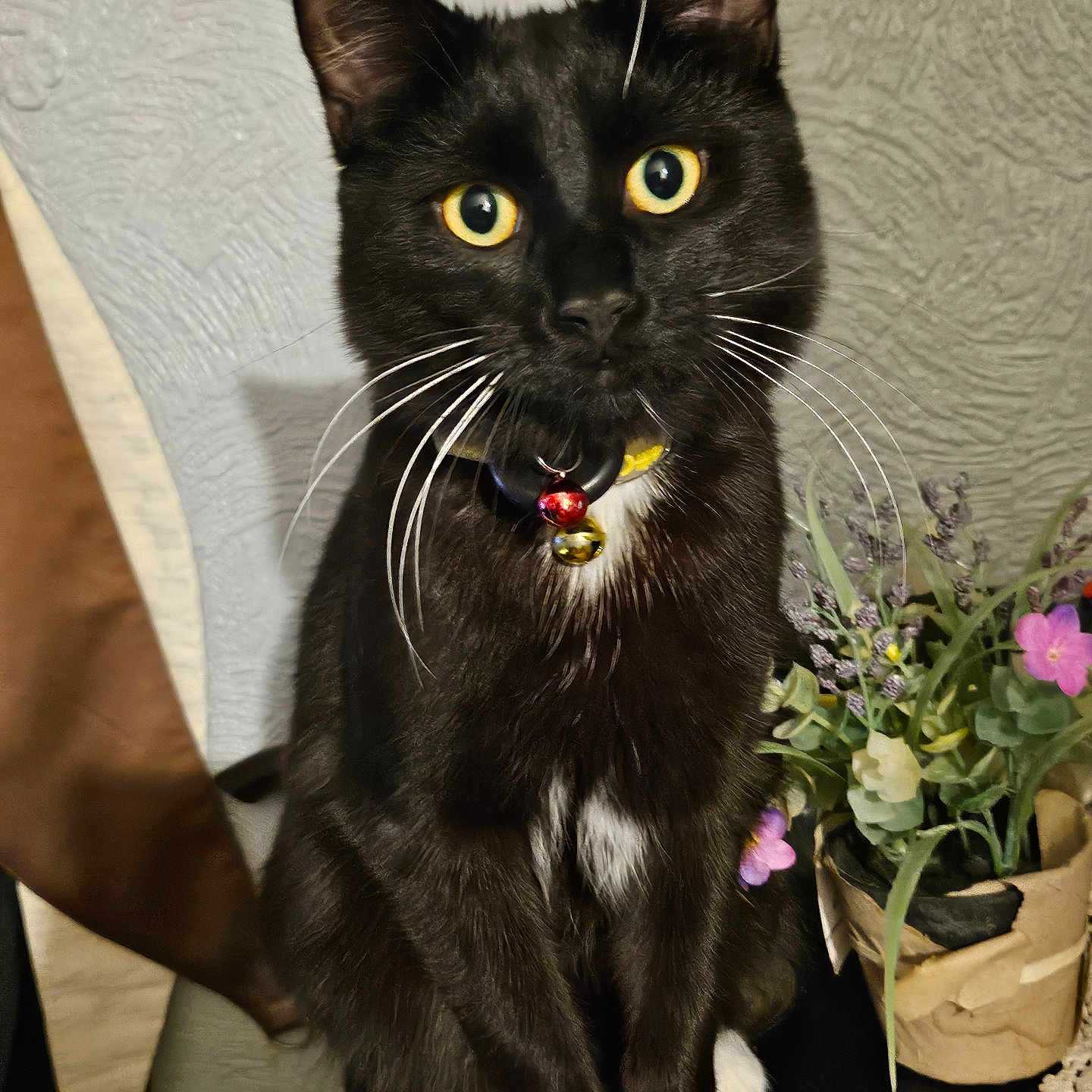 Gizmo