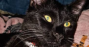 Gizmo joined the competition — help win amazing prizes! animal_portrait, bell, black_cat, blanket, cat, close_up, collar, comfort, cute, domestic_animal, feline, fur, indoor, lying_down, pet, relaxed, resting, soft_texture, whiskers, yellow_eyes