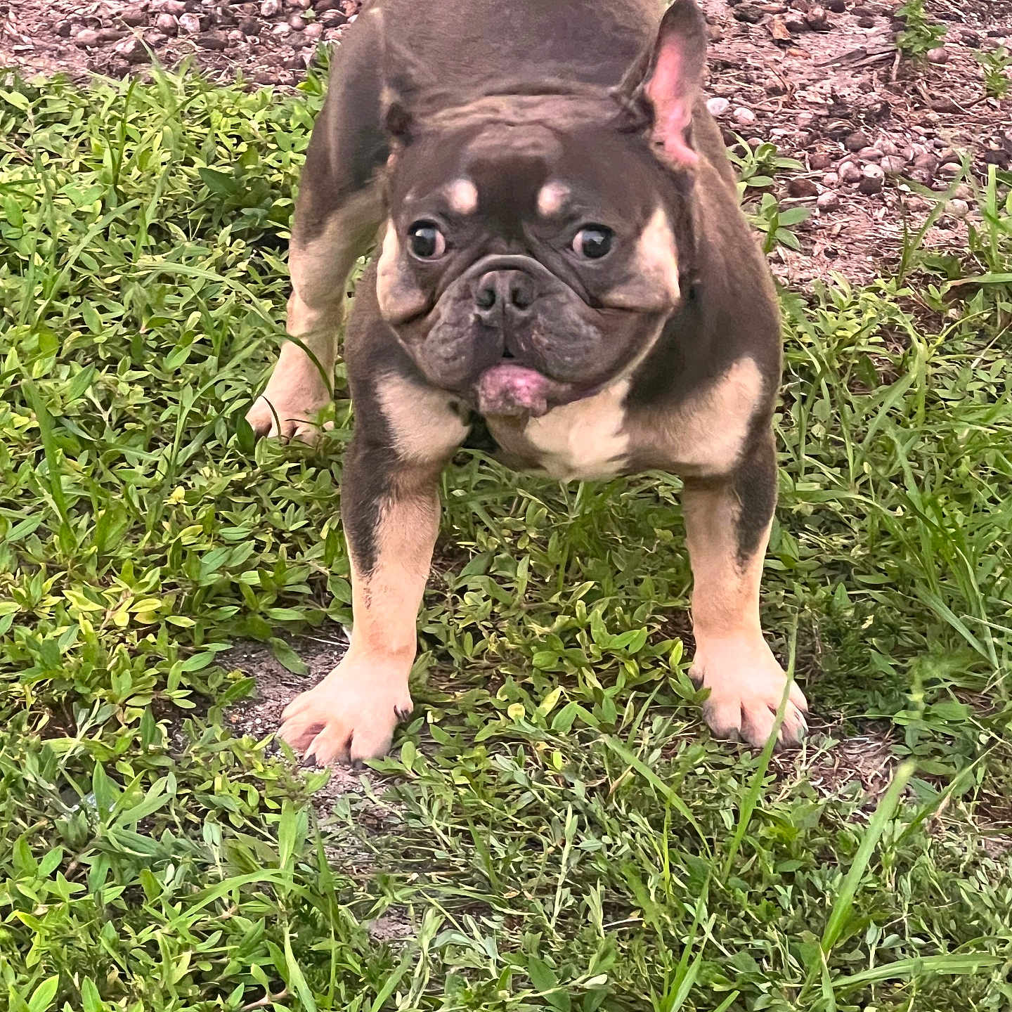 Nugget