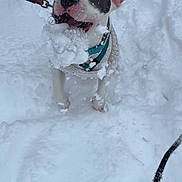 Bella is registered to the contest to win money with this photo: dog, snow, playful, leash, harness, winter, outdoor, pet, animal, happy, excited, white, black_patch, ears, mouth_open, snowball, snowy_ground, fur, cute, active