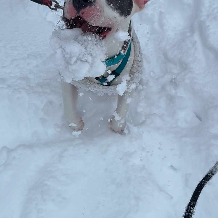 Bella