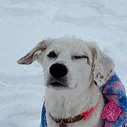 Vanilla is registered to the contest to win money with this photo: dog, white_dog, blanket, snow, winter, winking, pet, canine, fur, collar, bone_tag, outdoor, playful, cute, animal, cold_weather, frozen, snout, ears, muzzle
