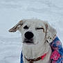 dog, white_dog, blanket, snow, winter, winking, pet, canine, fur, collar, bone_tag, outdoor, playful, cute, animal, cold_weather, frozen, snout, ears, muzzle
