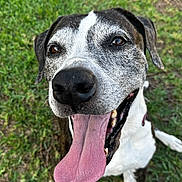 Zoey is registered to the contest to win money with this photo: dog, tongue, happy, pet, grass, outdoor, canine, animal, sitting, smiling, black_and_white, friendly, fur, ears, nose, mouth, tongue_out, collar, daylight, nature