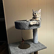 Vega is registered to the contest to win money with this photo: alert, carpet, cat, cat_tree, cozy, feather_toy, home, indoor, kitten, looking_at_camera, paws, pet, portrait, scratching_post, sitting, soft_light, tabby, toy_mouse, vertical_panels, whiskers