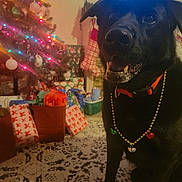 Boomer joined the competition — help win amazing prizes! black_dog, carpet, celebration, cheerful, christmas_lights, christmas_tree, collar, decorations, dog, festive, gifts, holiday, holiday_spirit, home, indoor, necklace, pet, presents, smiling, stocking