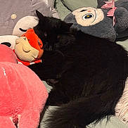 Gizmo is registered to the contest to win money with this photo: black_cat, sleeping, stuffed_animals, plush_toys, bed, cozy, indoor, feline, soft, cute, resting, fur, pink, gray, red, animal, pet, comfort, relaxation, closeup