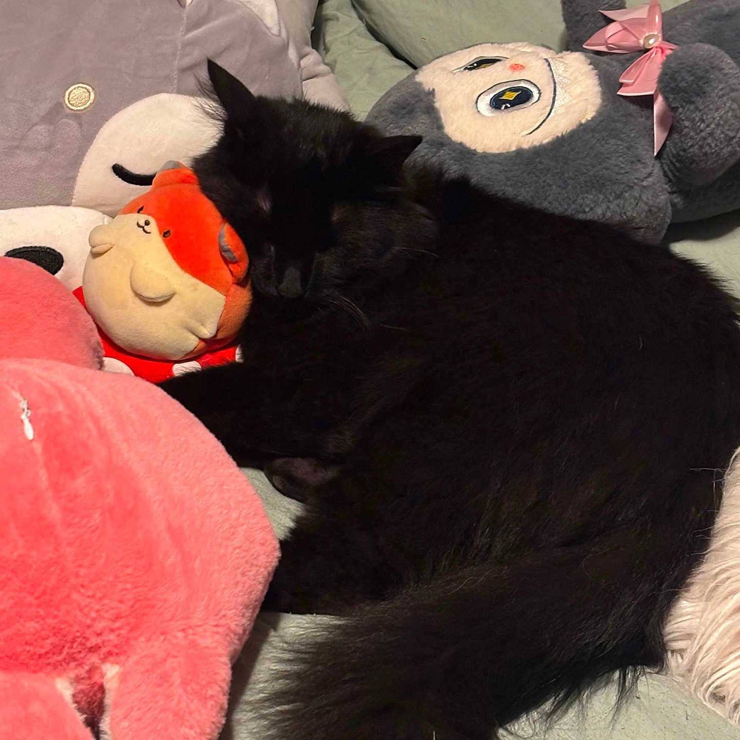 Gizmo is registered to the contest to win money with this photo: animal, bed, black_cat, closeup, comfort, cozy, cute, feline, fur, gray, indoor, pet, pink, plush_toys, red, relaxation, resting, sleeping, soft, stuffed_animals