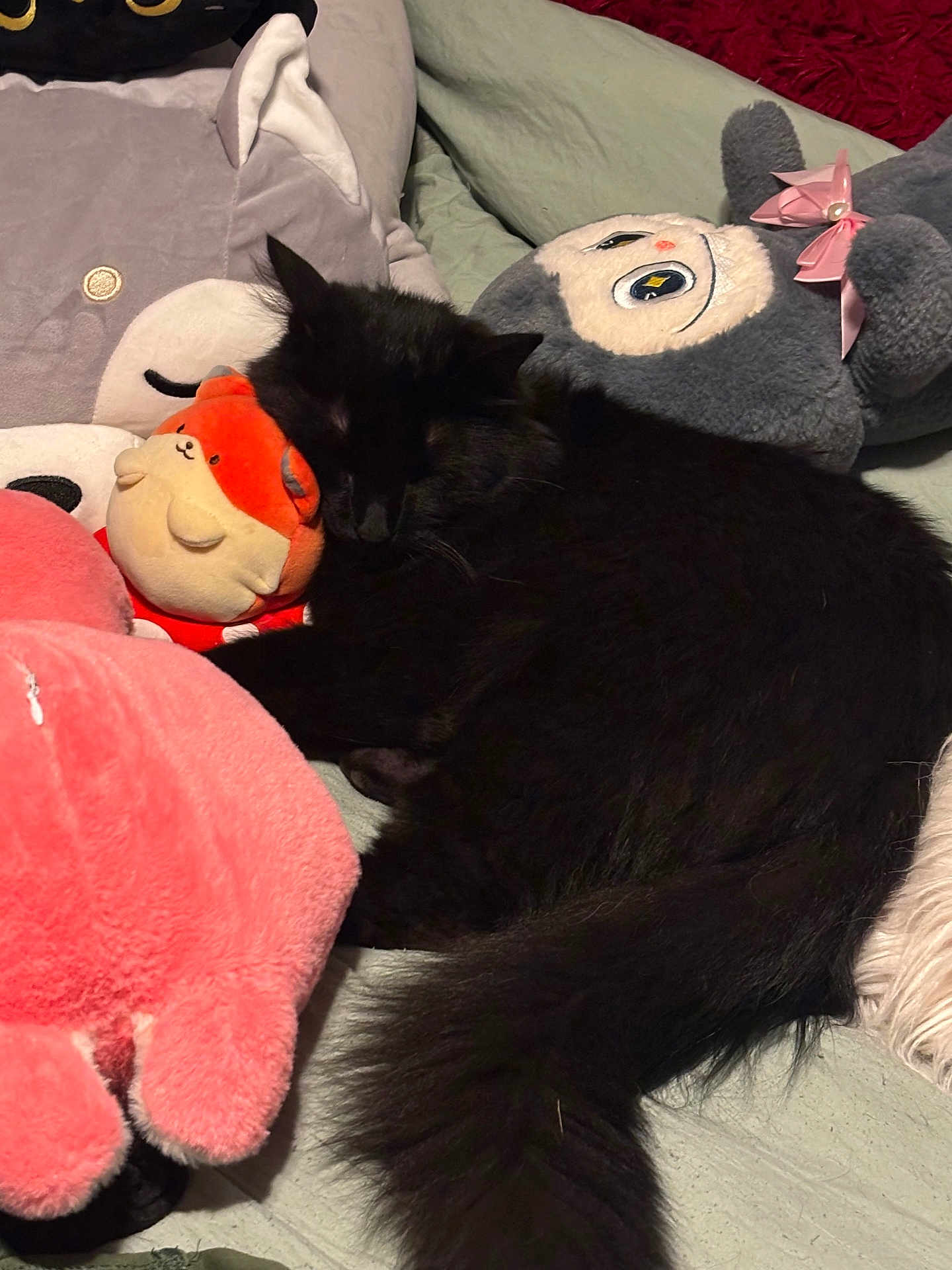 Gizmo is registered to the contest to win money with this photo: black_cat, sleeping, stuffed_animals, plush_toys, bed, cozy, indoor, feline, soft, cute, resting, fur, pink, gray, red, animal, pet, comfort, relaxation, closeup