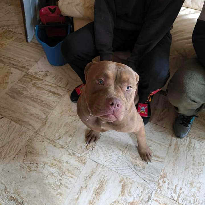 Venum participe au concours pour gagner de l'argent avec cette photo : animal, animal_portrait, brown_dog, casual_clothing, companion, couch, curious, dog, floor, footwear, home, household, indoor, legs, looking_up, person, pet, seated, sitting, tile_floor