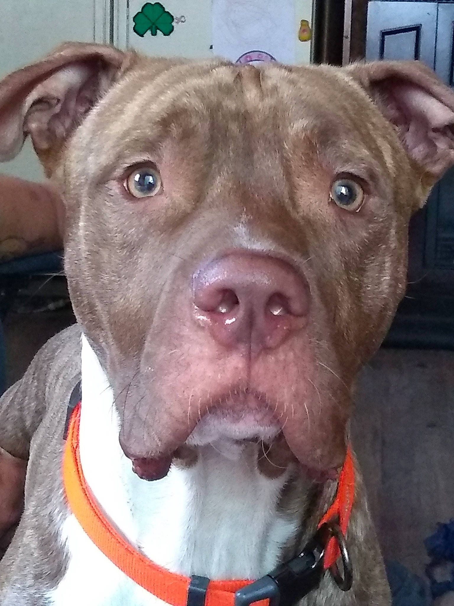 Kota joined the competition — help win amazing prizes! blue, carnivore, collar, companion_dog, dog, dog_breed, dog_collar, ear, fawn, fur, head, iris, jaw, liver, organ, pet_supply, snout, sporting_group, whiskers, working_animal