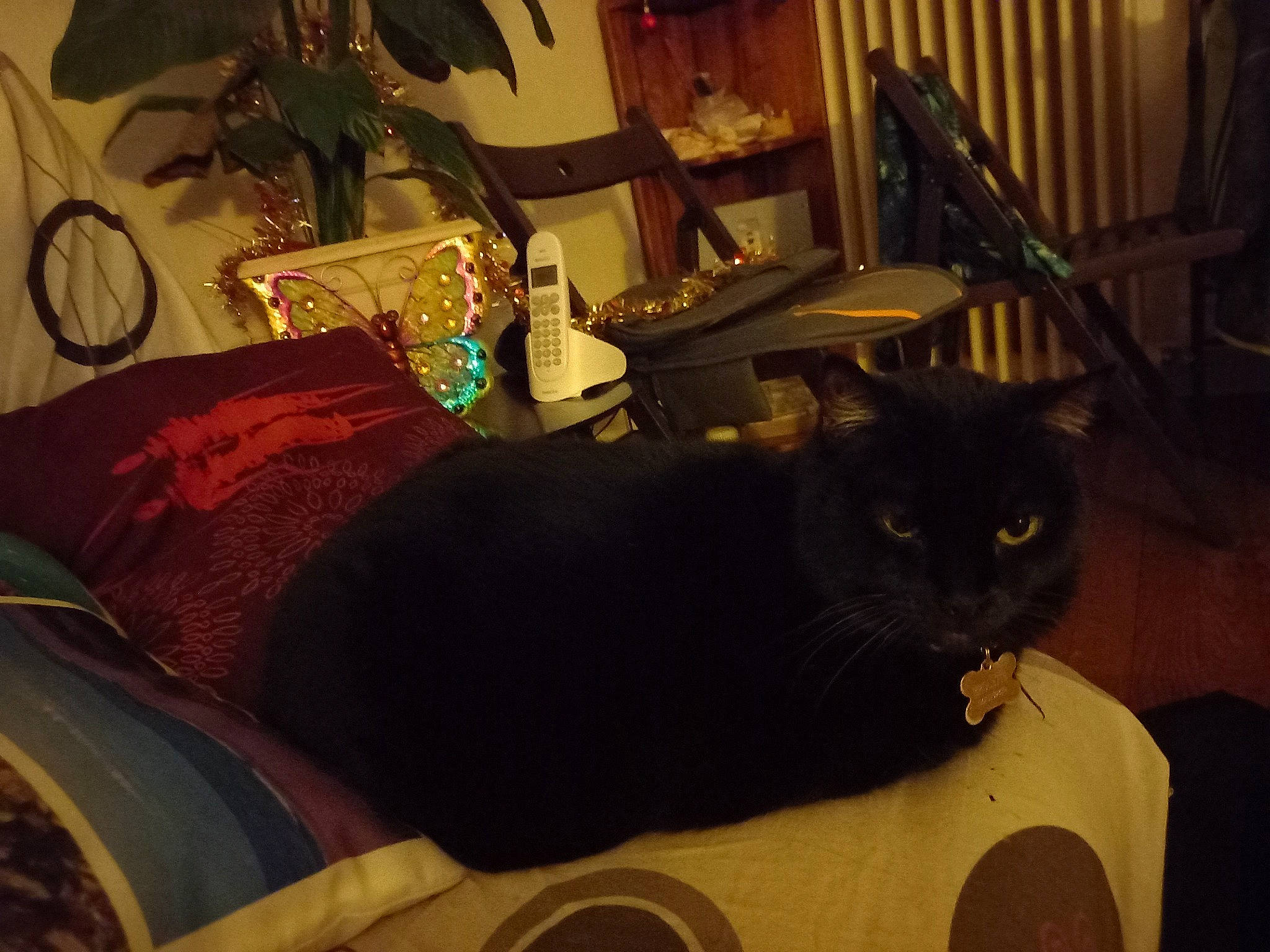 Pirouette a rejoint le concours — aidez-le/la à gagner de superbes lots ! automotive_tire, bombay, carnivore, cat, chair, comfort, couch, domestic_short_haired_cat, felidae, fur, houseplant, linens, living_room, plant, room, small_to_medium_sized_cats, table, tail, whiskers, wood