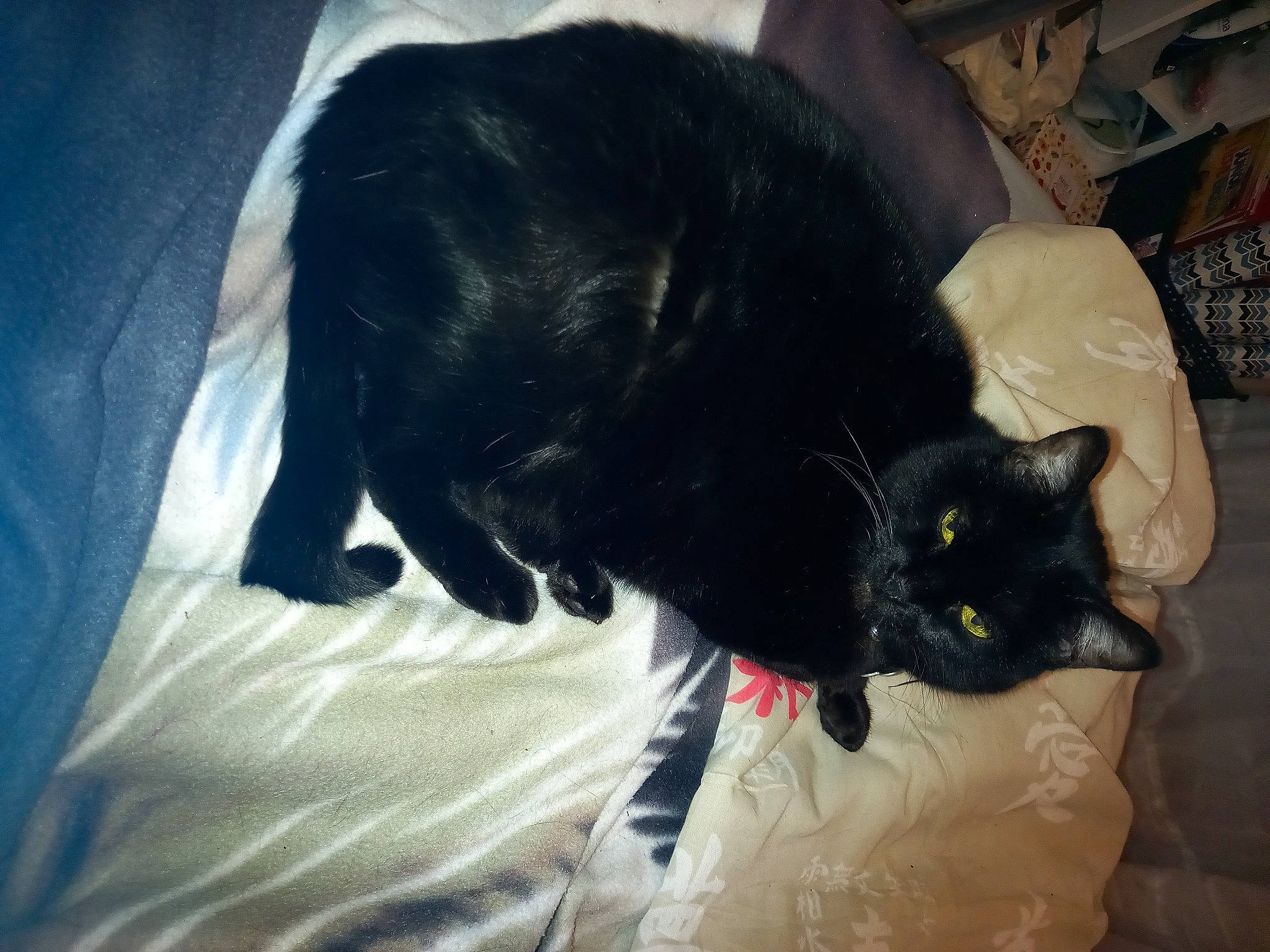 Pirouette participe au concours pour gagner de l'argent avec cette photo : black_cat, bombay, canidae, carnivore, cat, claw, comfort, dog_breed, domestic_short_haired_cat, ear, felidae, fur, linens, nap, small_to_medium_sized_cats, snout, sporting_group, tail, whiskers