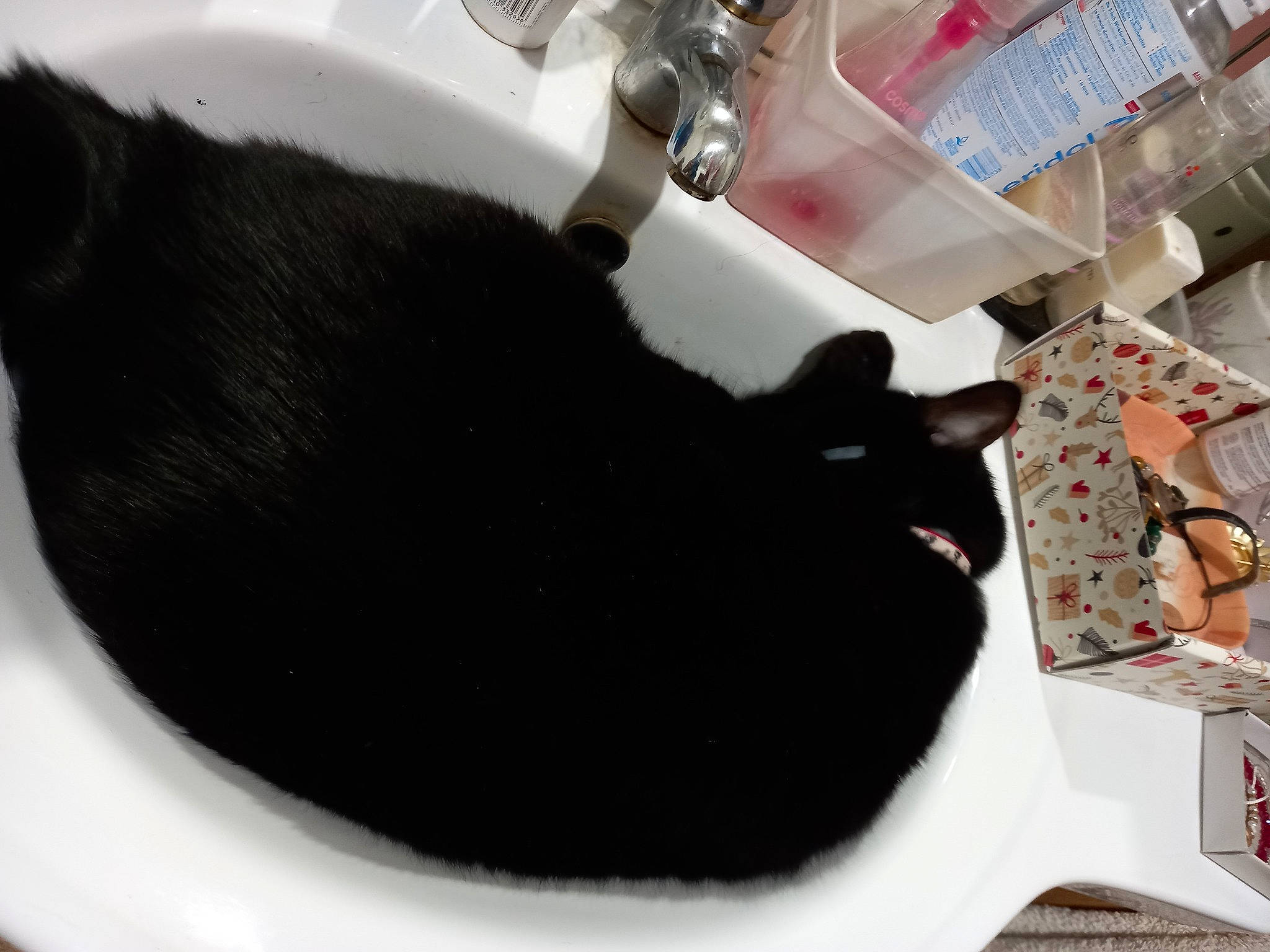 Pirouette a rejoint le concours — aidez-le/la à gagner de superbes lots ! black_cat, bombay, canidae, carnivore, cat, cat_supply, claw, comfort, dog_breed, domestic_short_haired_cat, felidae, flooring, fur, pet_supply, room, shelf, small_to_medium_sized_cats, tail, terrestrial_animal, whiskers