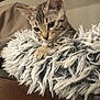 Néva participe au concours pour gagner de l'argent avec cette photo : kitten, cat, fluffy_blanket, indoor, wooden_surface, curious, young, furry, pet, animal, closeup, soft_texture, resting, cute, whiskers, ears, paws, cozy, domestic, feline