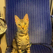 Néva participe au concours pour gagner de l'argent avec cette photo : cat, tabby, striped, pet, animal, sitting, seat, blue, pattern, whiskers, ears, tail, feline, indoor, leash, collar, looking, curious, young, domestic