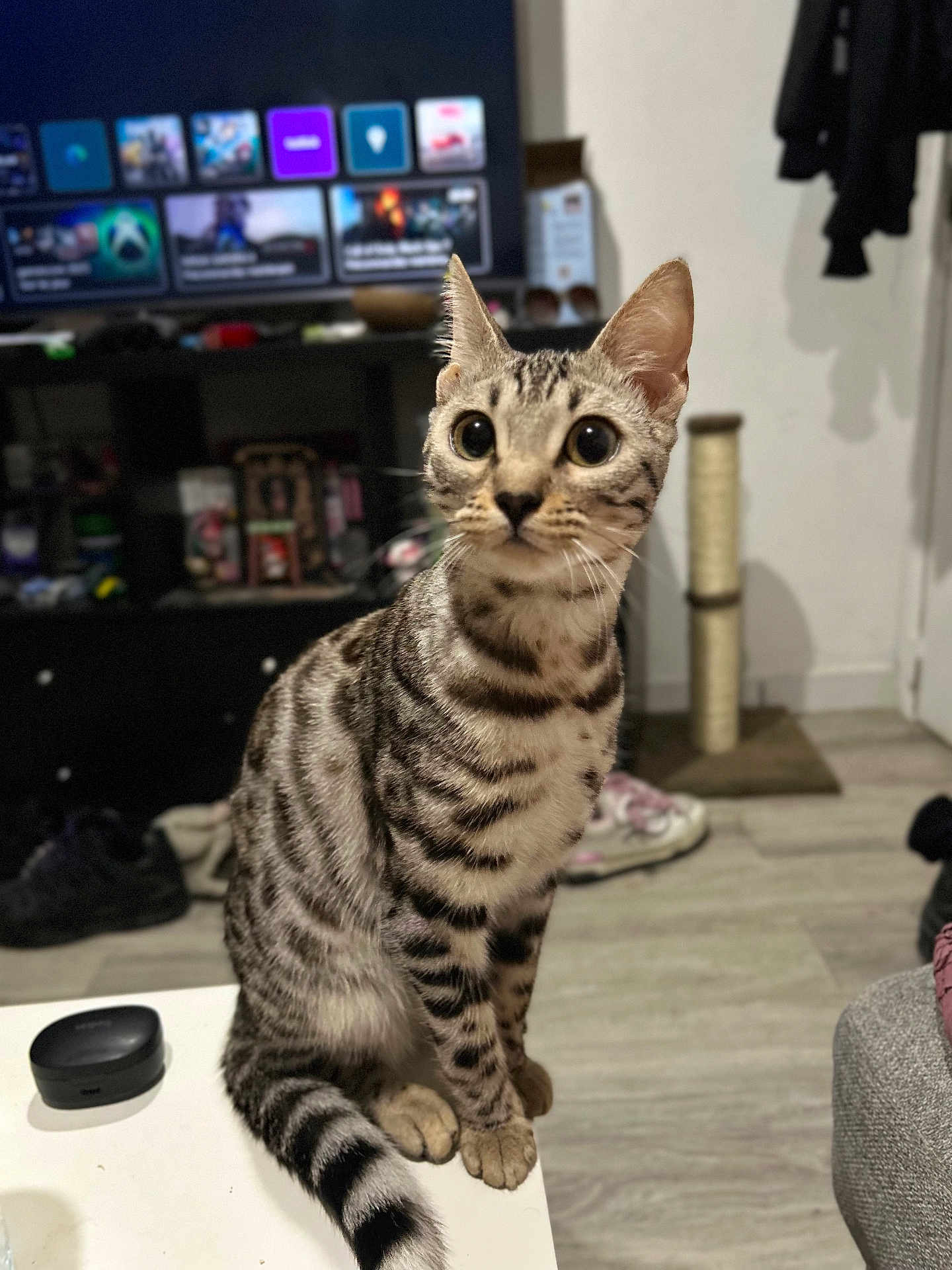 Néva a rejoint le concours — aidez-le/la à gagner de superbes lots ! cat, tabby, striped, wide_eyes, pet, indoor, living_room, table, scratching_post, shoe, television, furniture, flooring, curious, sitting, domestic_animal, mammal, whiskers, ears, tail