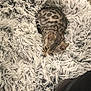 Néva a rejoint le concours — aidez-le/la à gagner de superbes lots ! cat, animal, pet, feline, resting, blanket, fluffy, shaggy, cozy, indoor, striped, spotted, fur, comfort, relaxation, cute, sleepy, home, soft, nest