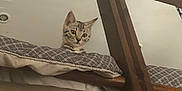 Néva a rejoint le concours — aidez-le/la à gagner de superbes lots ! kitten, cat, tabby, cushion, wooden_railing, indoor, curious, pet, animal, feline, patterned, resting, looking_down, young_cat, domestic_cat, cute, small, fur, ears, whiskers