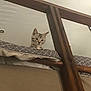 kitten, cat, tabby, cushion, wooden_railing, indoor, curious, pet, animal, feline, patterned, resting, looking_down, young_cat, domestic_cat, cute, small, fur, ears, whiskers