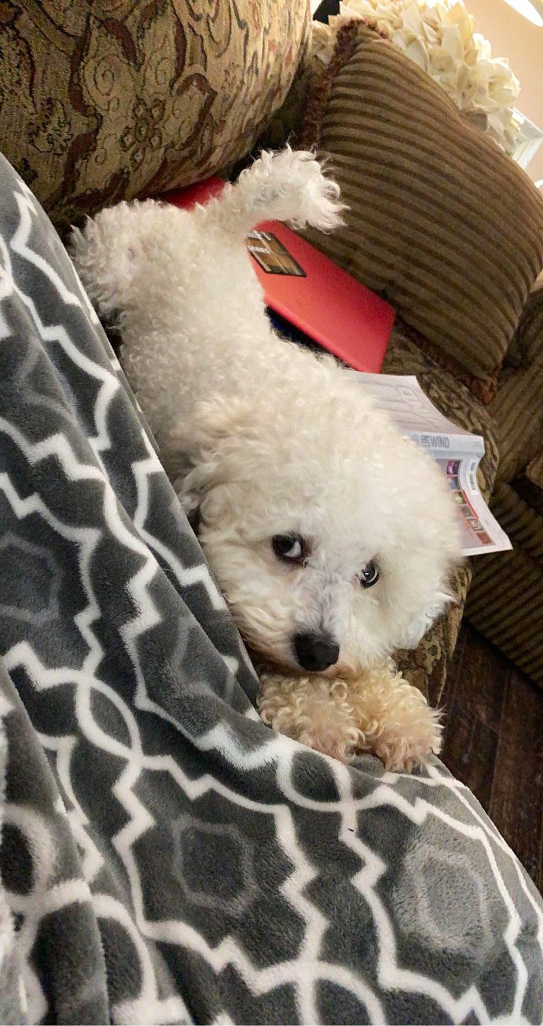 Drogo is registered to the contest to win money with this photo: canidae, carnivore, companion_dog, dog, dog_breed, dog_supply, fur, labradoodle, pattern, pet_supply, poodle, poodle_crossbreed, puppy_love, shih_poo, sporting_group, stuffed_toy, terrier, toy, toy_dog, water_dog