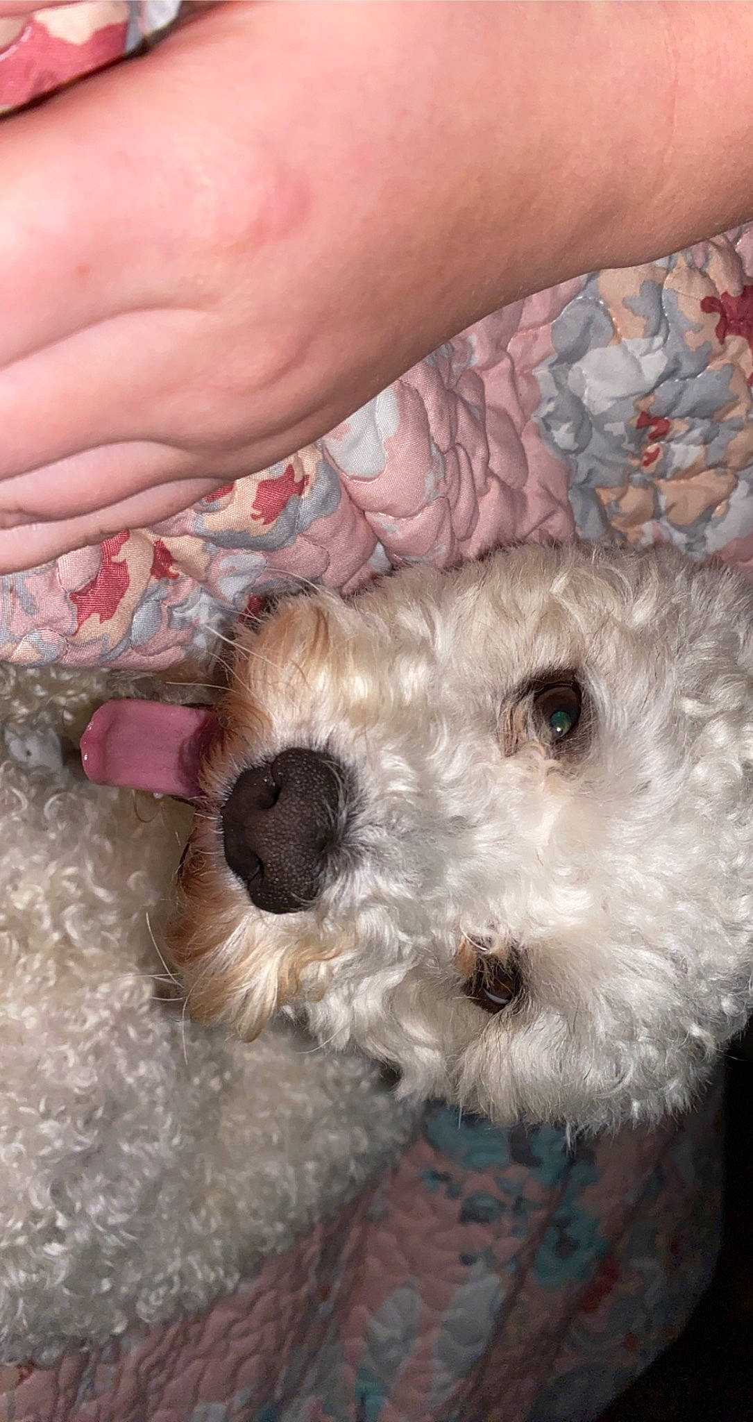 Drogo joined the competition — help win amazing prizes! canidae, carnivore, companion_dog, dog, dog_breed, fur, mammal, nail, paw, poodle_crossbreed, shih_poo, small_terrier, snout, sporting_group, stuffed_toy, terrier, thumb, toy, toy_dog, working_animal