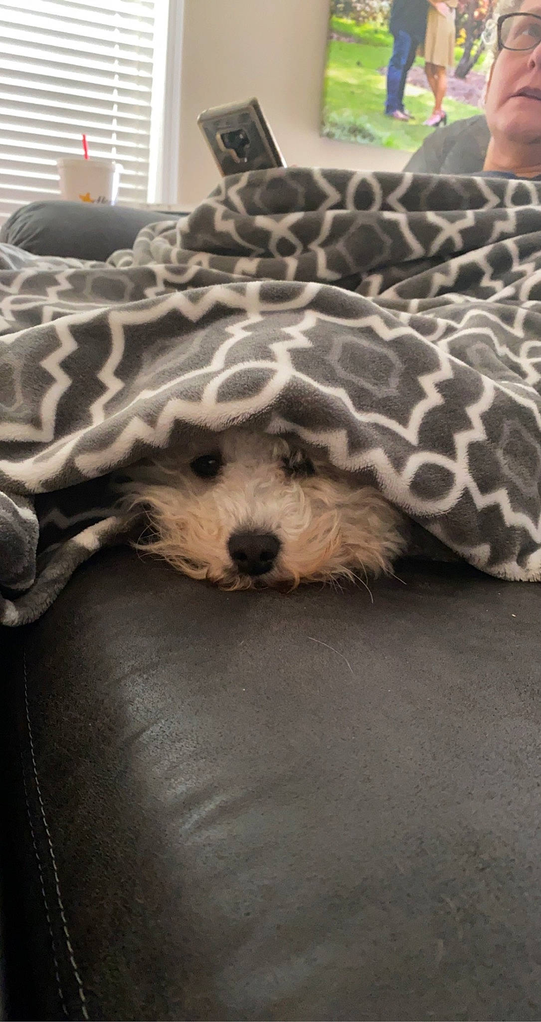 Drogo joined the competition — help win amazing prizes! bed, bedding, carnivore, comfort, companion_dog, couch, dog, felidae, flooring, fur, grey, linens, living_room, pattern, pillow, terrestrial_animal, toy, whiskers, window_blind, wood