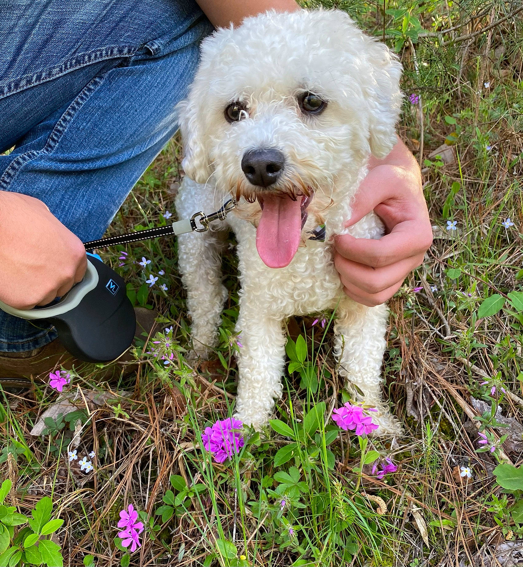 Drogo joined the competition — help win amazing prizes! annual_plant, carnivore, companion_dog, dog, dog_breed, dog_collar, flower, gesture, goggles, grass, happy, labradoodle, people_in_nature, plant, poodle, soil, spring, terrier, toy_dog, water_dog