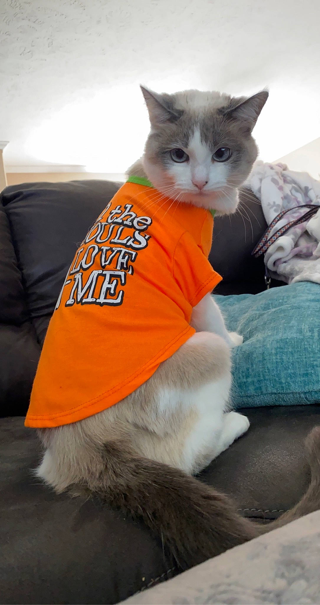 Sophie is registered to the contest to win money with this photo: carnivore, cat, claw, comfort, domestic_short_haired_cat, fawn, felidae, fur, grey, lap, paw, sitting, small_to_medium_sized_cats, snout, tail, whiskers