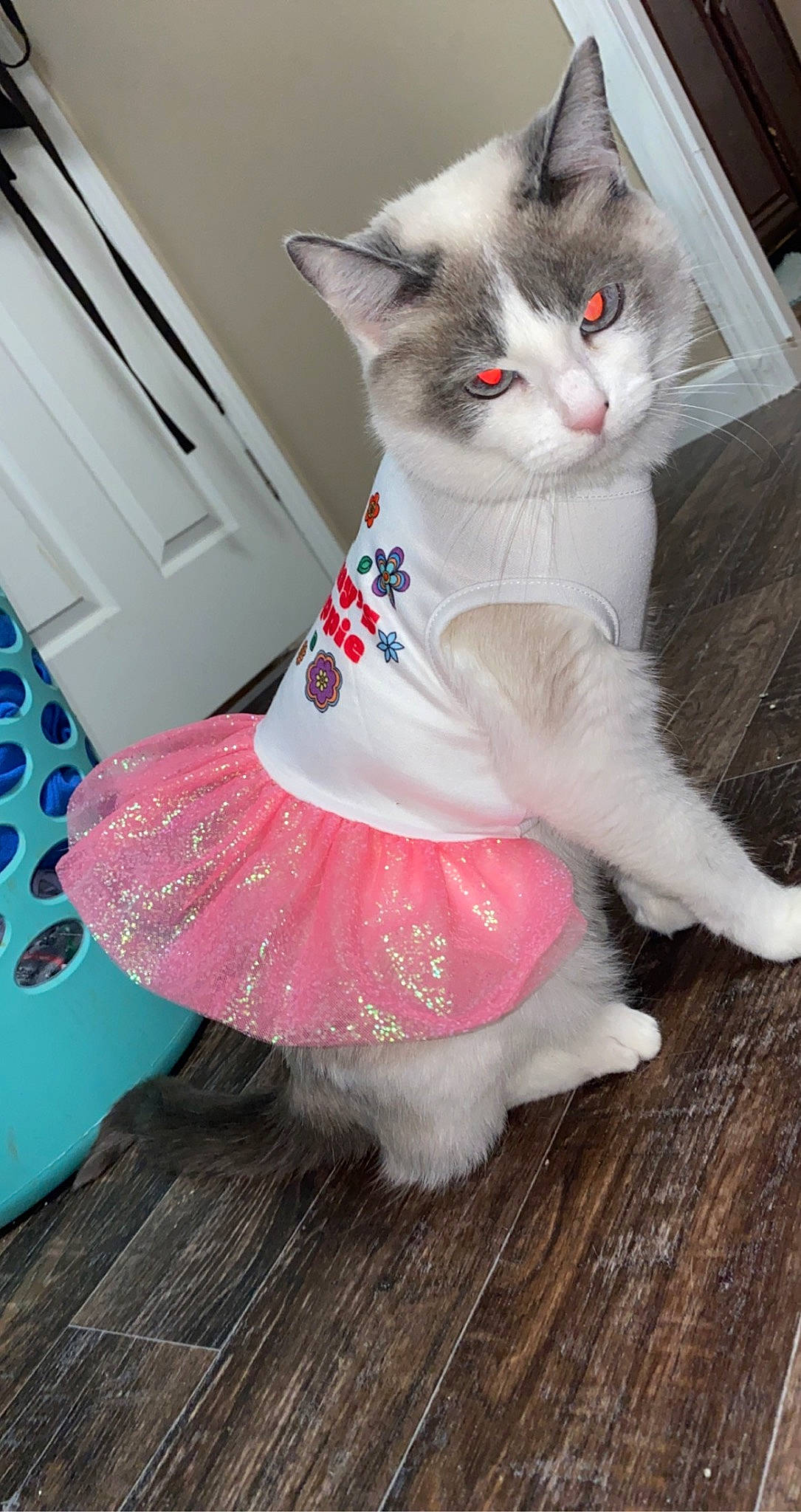 Sophie is registered to the contest to win money with this photo: carnivore, cat, domestic_short_haired_cat, fawn, felidae, flooring, foot, fur, hardwood, magenta, pattern, paw, peach, sitting, small_to_medium_sized_cats, snout, tail, whiskers, wood, wood_flooring