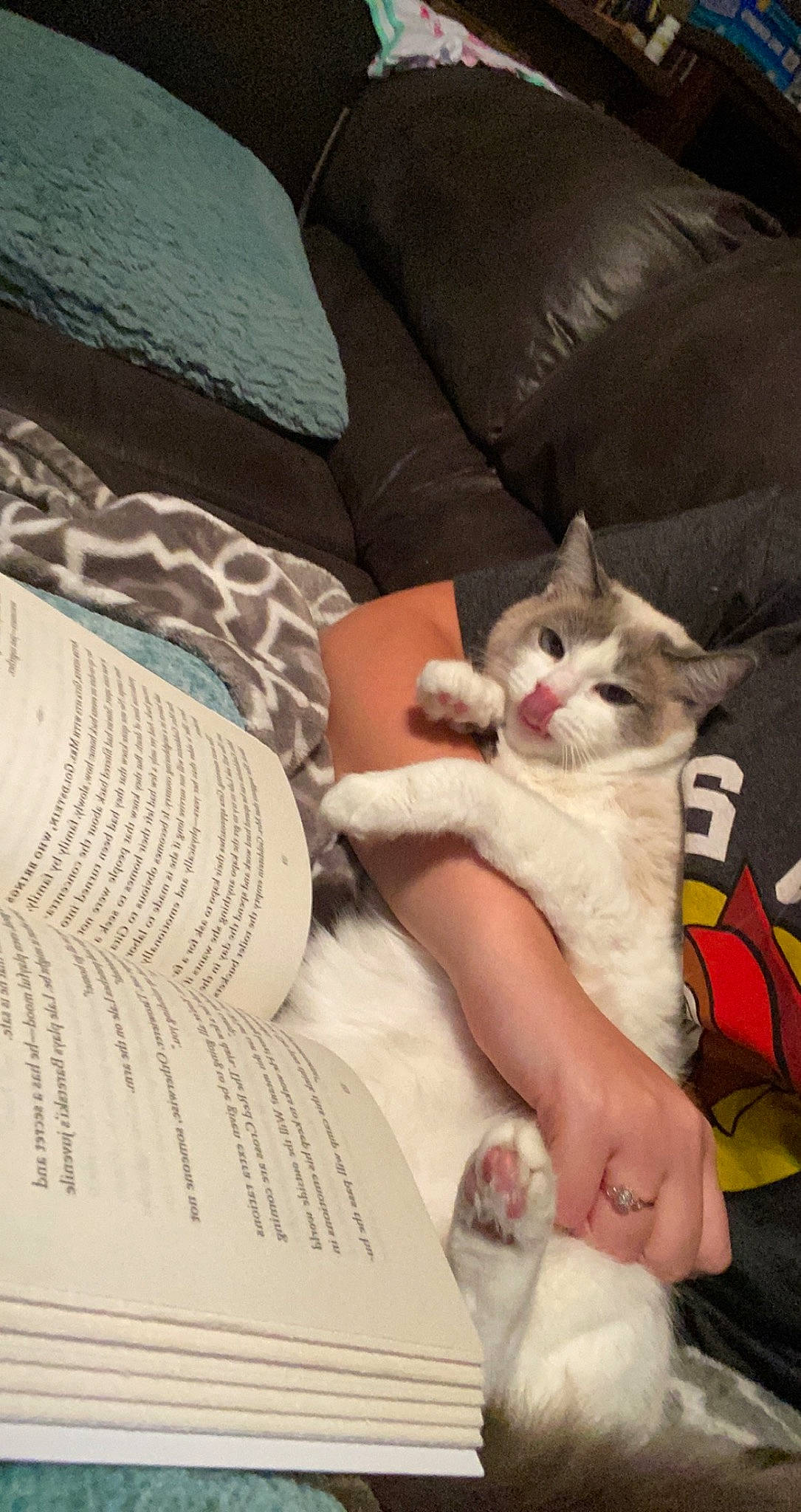 Sophie is registered to the contest to win money with this photo: bed, bedding, carnivore, cat, comfort, couch, domestic_short_haired_cat, duvet, fawn, felidae, fur, human_leg, lap, linens, nail, paw, pillow, small_to_medium_sized_cats, tail, whiskers