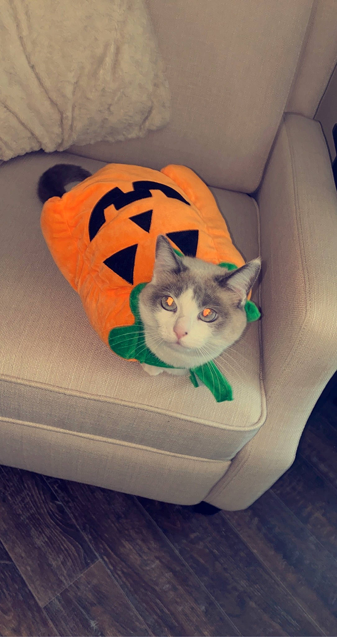 Sophie joined the competition — help win amazing prizes! bag, bean_bag, box, carnivore, cat, cat_bed, chair, comfort, domestic_short_haired_cat, felidae, flooring, grey, hardwood, metal, packing_materials, pumpkin, small_to_medium_sized_cats, tail, whiskers, wood