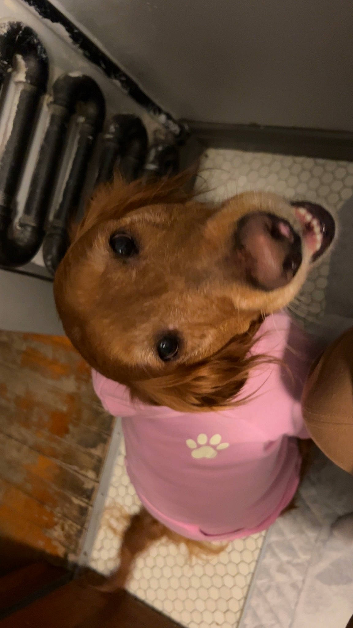 Halo joined the competition — help win amazing prizes! carnivore, companion_dog, dog, dog_breed, ear, fawn, fur, helmet, personal_protective_equipment, selfie, snout, whiskers, working_animal, wrinkle