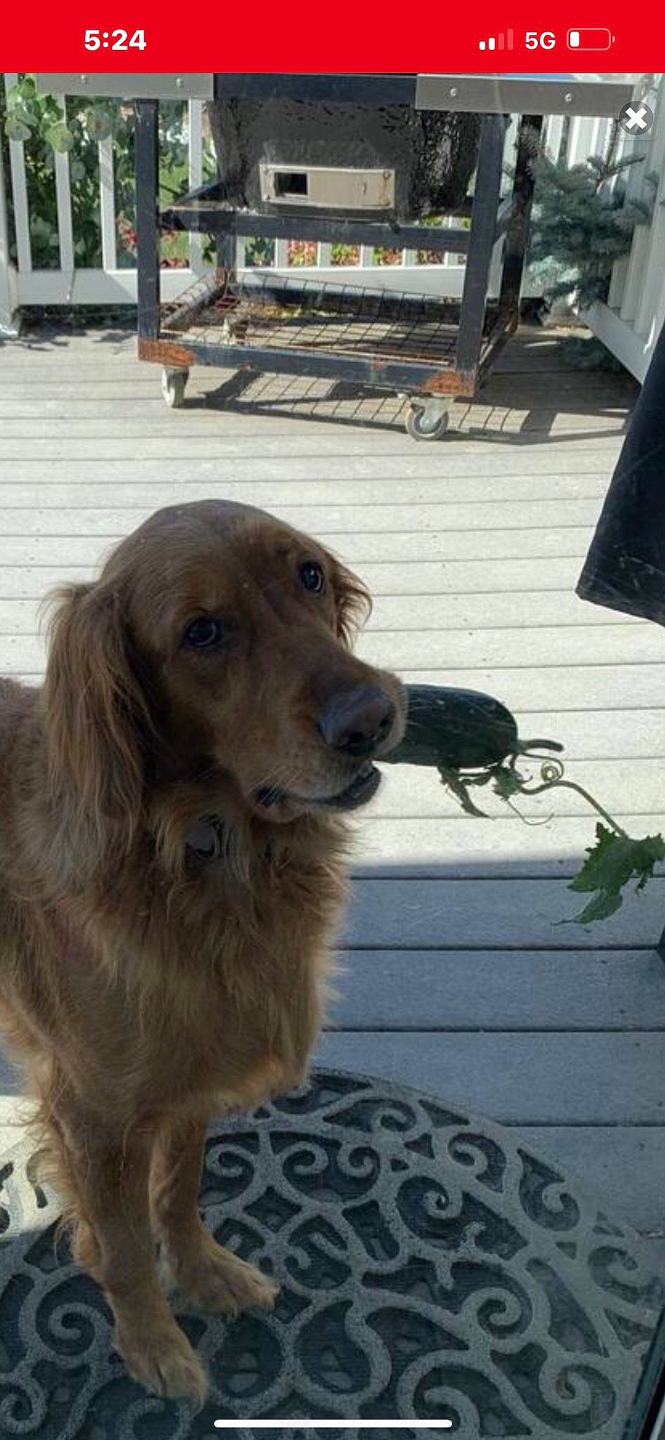 Halo joined the competition — help win amazing prizes! canidae, carnivore, companion_dog, dog, dog_breed, dog_collar, fur, gun_dog, liver, sporting_group, wood, working_dog