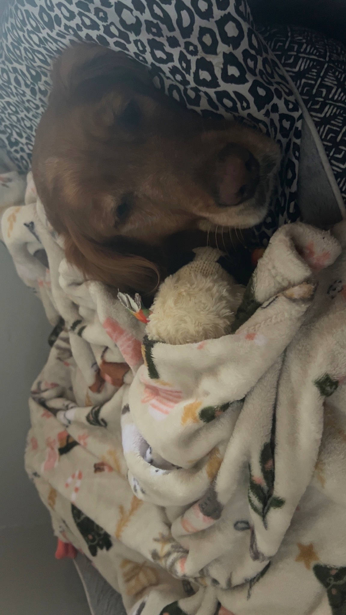 Halo is registered to the contest to win money with this photo: baby_products, carmine, child, comfort, comfort_food, fawn, fur, linens, nap, pattern, plush, room, sleep, stuffed_toy, sweetness, teddy_bear, toy, wool