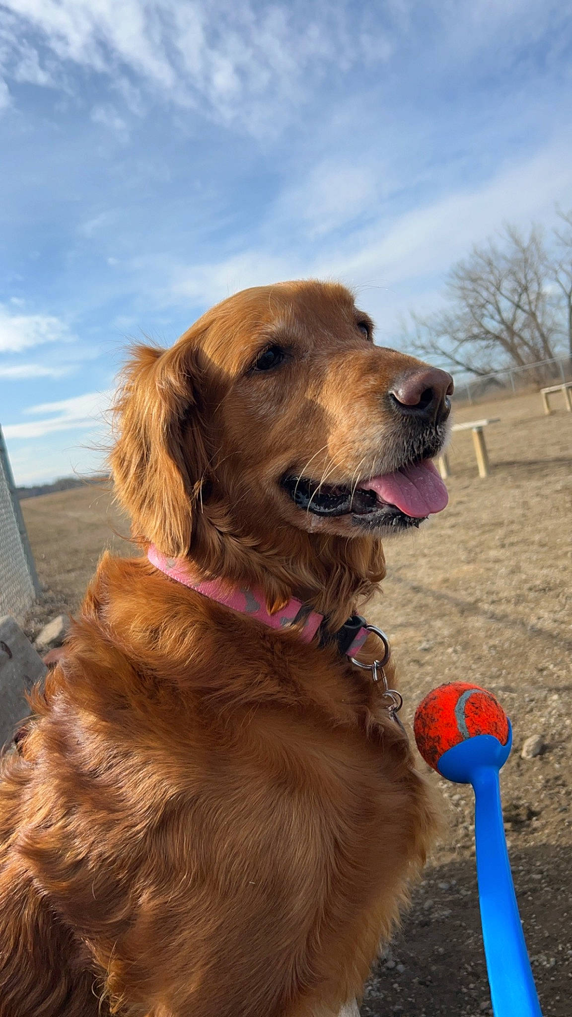 Halo joined the competition — help win amazing prizes! carnivore, cloud, collar, companion_dog, dog, dog_breed, dog_collar, dog_supply, fawn, fun, gun_dog, leash, liver, pet_supply, retriever, sky, snout, sporting_group, tree, working_animal