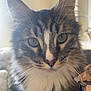 Cosmo is registered to the contest to win money with this photo: animal, cat, closeup, cozy, cute, domestic, feline, fluffy, fur, green_eyes, household, indoor, mammal, pet, portrait, relaxed, soft_texture, tabby, whiskers