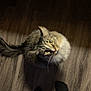 Cosmo is registered to the contest to win money with this photo: animal, casual, cat, companion, cozy, curious, domestic, floor, fur, home, indoor, looking_up, pajamas, person, pet, plaid, socks, tail, whiskers, wooden_floor