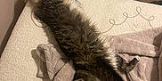 Cosmo is registered to the contest to win money with this photo: animal, bed, blanket, cat, comfort, cozy, cute, domestic, feline, fur, indoor, mammal, pet, quilt, relaxed, resting, sleepy, soft, stretching, tabby