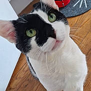 Minou participe au concours pour gagner de l'argent avec cette photo : cat, black_and_white, green_eyes, pet_bowl, wooden_floor, indoor, curious, feline, whiskers, ears, close_up, looking_up, domestic_cat, flooring, food_bowl, water_bowl, household, animal, mammal, standing