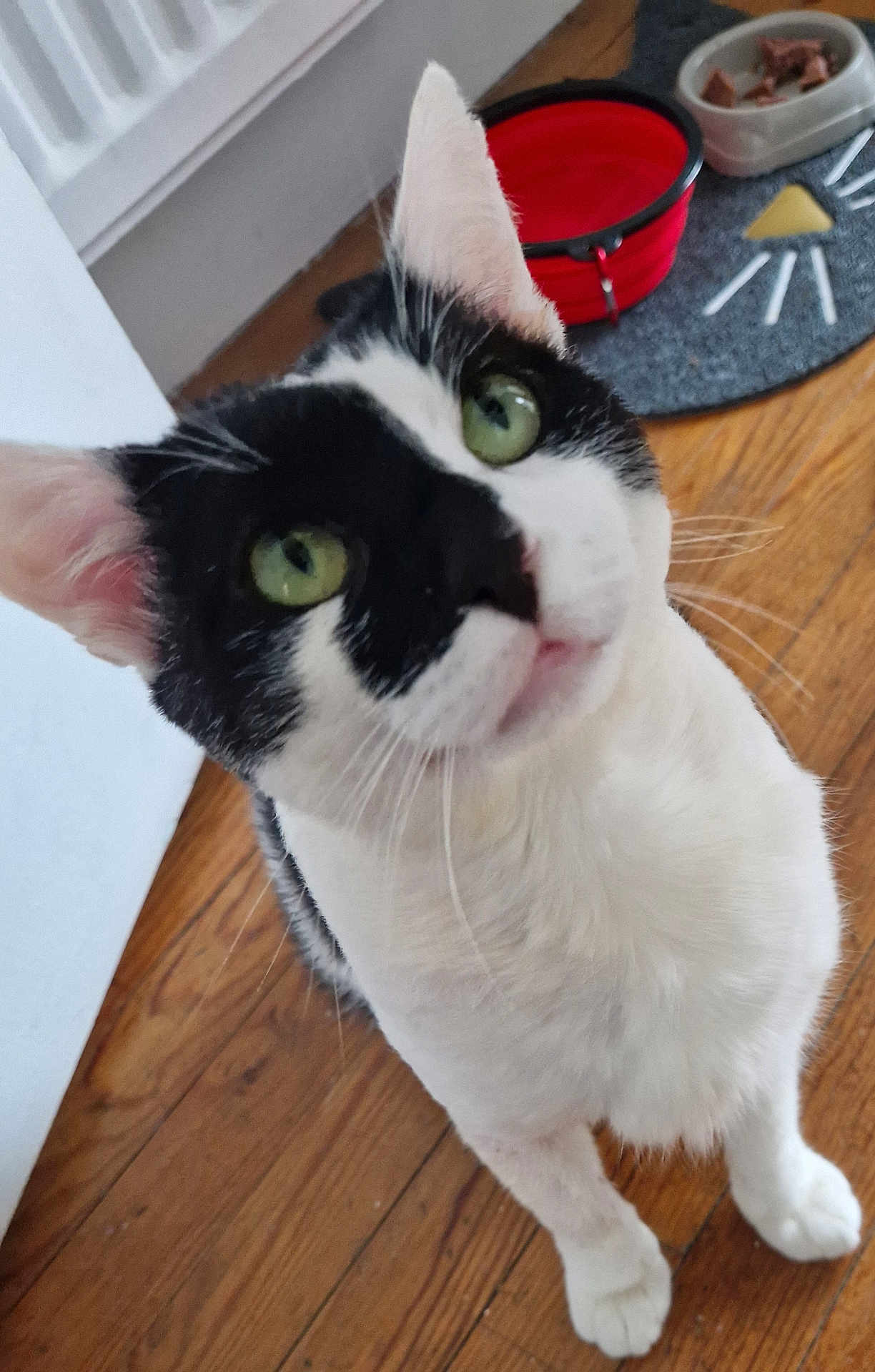 Minou participe au concours pour gagner de l'argent avec cette photo : cat, black_and_white, green_eyes, pet_bowl, wooden_floor, indoor, curious, feline, whiskers, ears, close_up, looking_up, domestic_cat, flooring, food_bowl, water_bowl, household, animal, mammal, standing