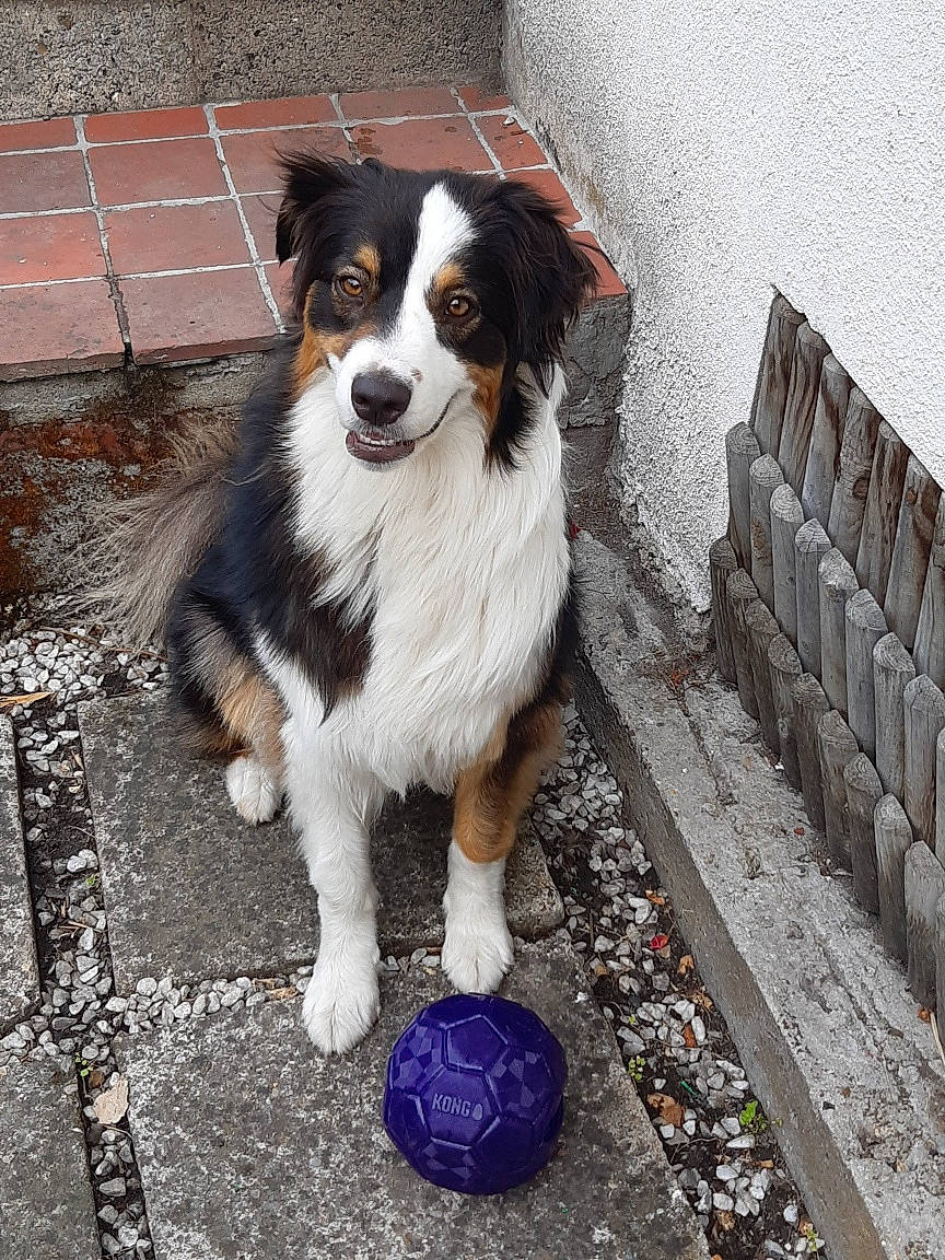 Tess a rejoint le concours — aidez-le/la à gagner de superbes lots ! ancient_dog_breeds, brick, building, canidae, carnivore, companion_dog, dog, dog_breed, door, electric_blue, fur, herding_dog, road_surface, sporting_group, toy_dog, whiskers, working_animal, working_dog