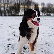 Tess participe au concours pour gagner de l'argent avec cette photo : animal, bernese_mountain_dog, canine, cloudy_sky, cold, daytime, dog, field, fur, grass, happy, landscape, nature, outdoor, pet, playful, snow, tongue_out, trees, winter