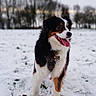 animal, bernese_mountain_dog, canine, cloudy_sky, cold, daytime, dog, field, fur, grass, happy, landscape, nature, outdoor, pet, playful, snow, tongue_out, trees, winter